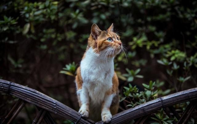 流浪猫绝育以后又给放生了为什么不找人领养