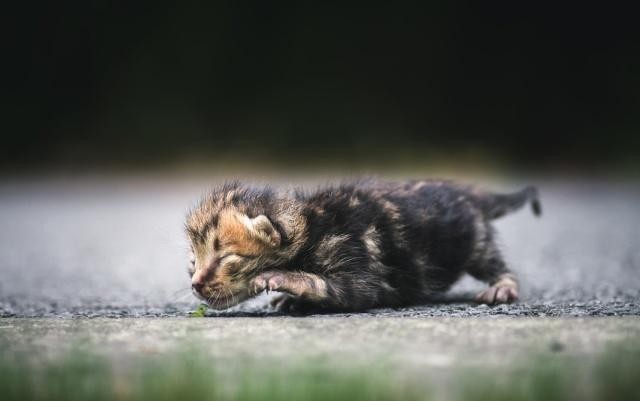 7只19天大的小猫被拿走猫妈妈不吃不喝全小区都在找小猫