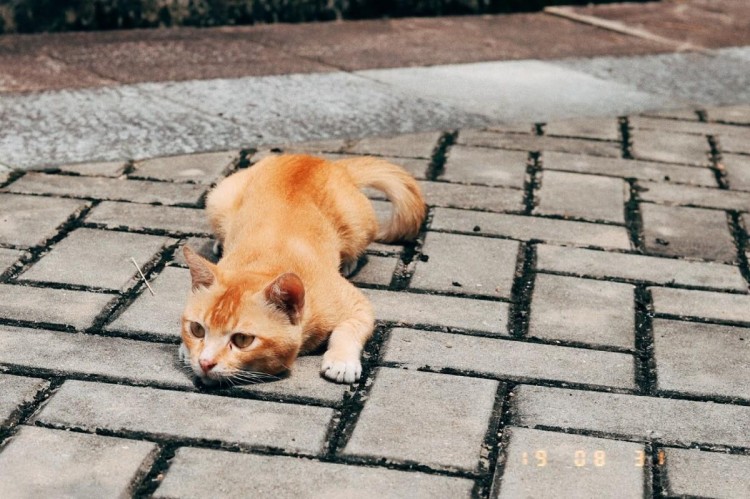 深夜民警偶遇一只流浪猫他们的对话感动了无数网友