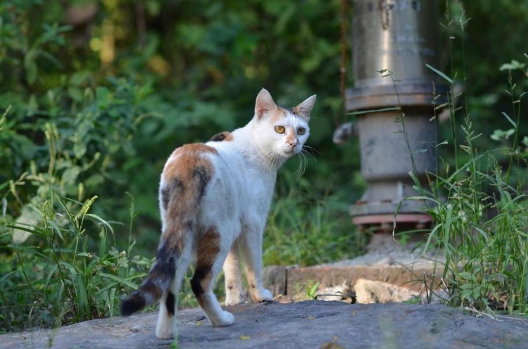 开春了但我喂的5只流浪猫都回了喵星