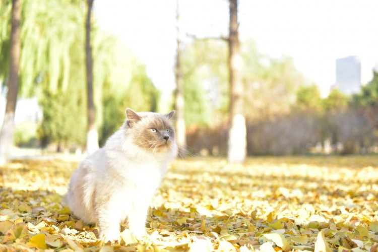 伯曼猫——被称为护殿神猫你了解吗