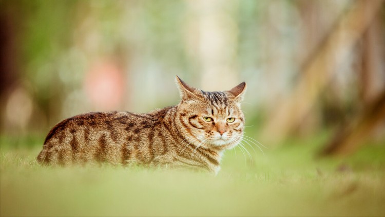 拥有这六种很有灵性的猫咪你必定很有福气！