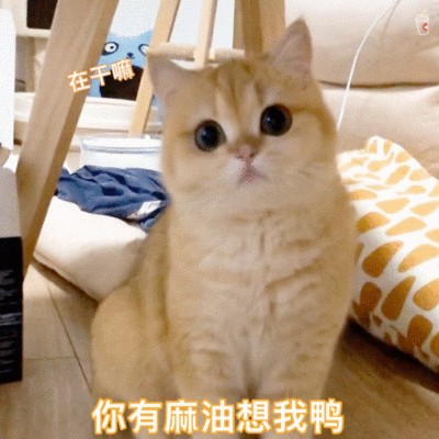 猫咪是否认主，看它有没有这几个表现