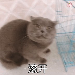 假如猫咪也有9型人格你家的猫咪是INFJ还是ISTJ