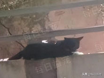 警察准备出任务却见3只萌猫咪趴警车呼呼大睡该叫醒它们吗