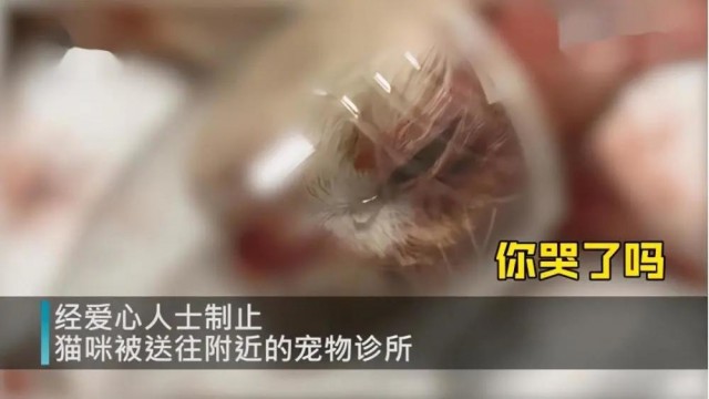 被男子用开水烫幼猫全死亡的怀孕母猫已苏醒变得很不信任人类