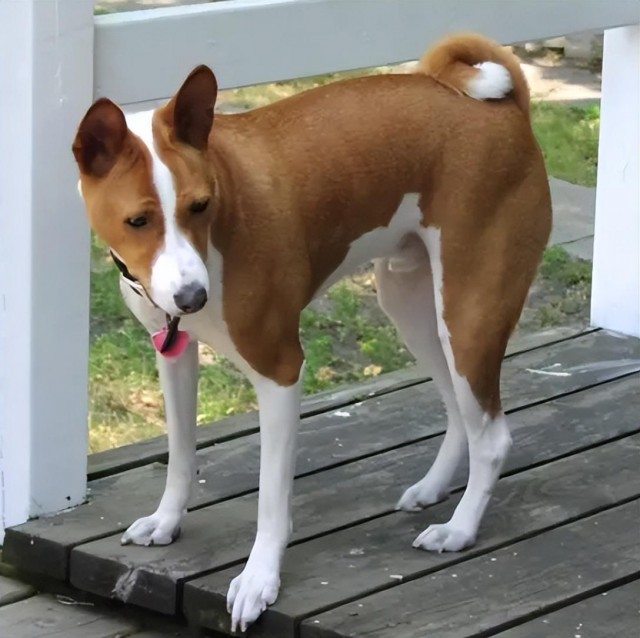 常年霸榜犬界愚蠢排名的佼佼者——贝吉生犬！