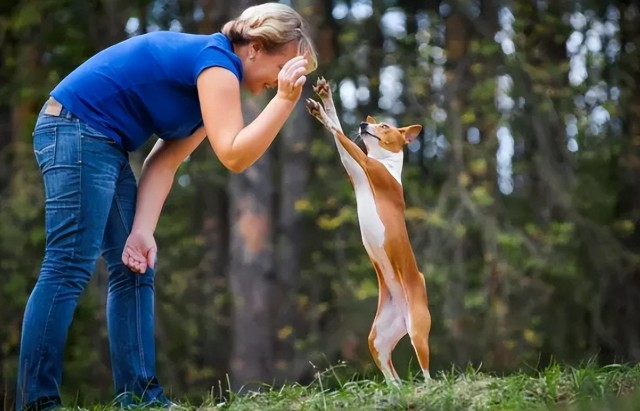 常年霸榜犬界愚蠢排名的佼佼者——贝吉生犬！