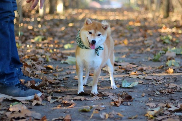 柴犬好养吗吃什么长得快