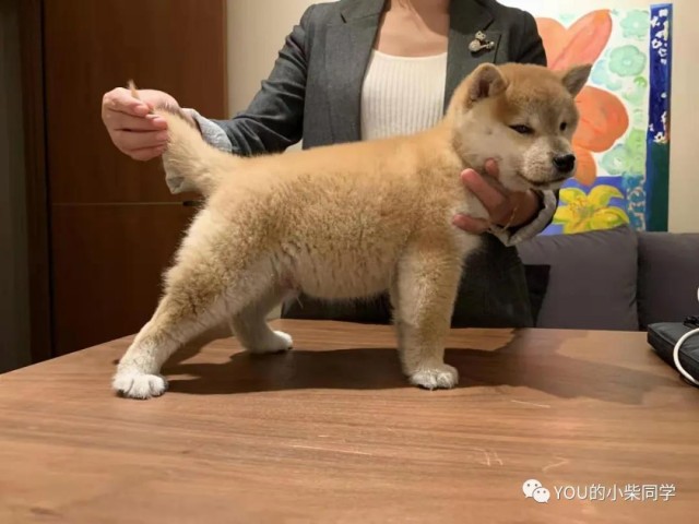 柴犬聪明吗？柴犬智商高吗？