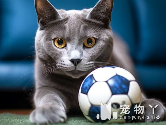 尾巴像扫把的猫是什么猫？